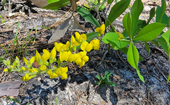Baptisia cinerea