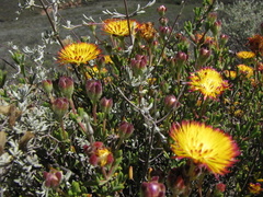 Drosanthemum bicolor