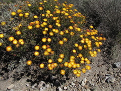 Drosanthemum bicolor