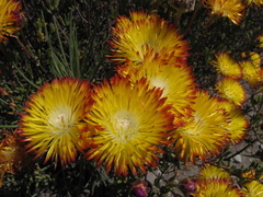Drosanthemum bicolor