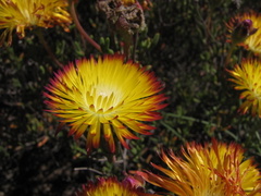 Drosanthemum bicolor