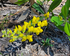 Baptisia cinerea