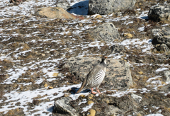 Tetraogallus tibetanus