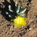 Cheiridopsis robusta - Photo (c) Jane,  זכויות יוצרים חלקיות (CC BY-NC)