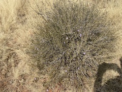 Petalidium linifolium image
