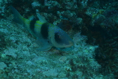 Parupeneus crassilabris