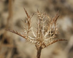 Atractylis cancellata