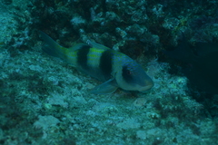 Parupeneus crassilabris