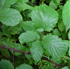 Rubus elegantispinosus