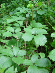 Rubus elegantispinosus