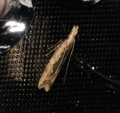 Dichomeris ochthophora