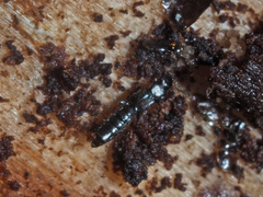 Dadobia immersa