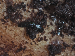 Dadobia immersa