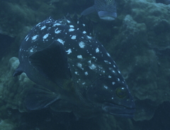 Epinephelus coeruleopunctatus