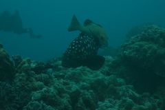 Epinephelus coeruleopunctatus