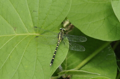 Burmagomphus sivalikensis