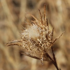 Atractylis cancellata