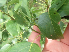Alnus cordata