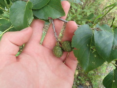 Alnus cordata