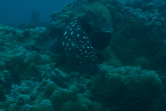 Epinephelus coeruleopunctatus