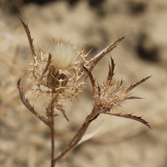 Atractylis cancellata