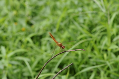 Crocothemis servilia