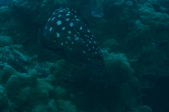 Epinephelus coeruleopunctatus