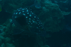 Epinephelus coeruleopunctatus