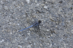 Orthetrum glaucum