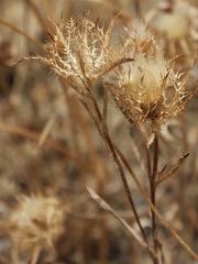 Atractylis cancellata