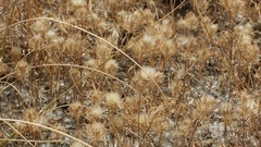 Atractylis cancellata