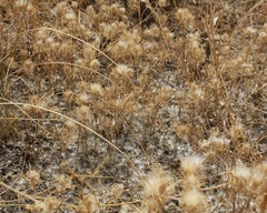 Atractylis cancellata