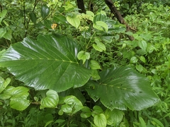 Leea macrophylla