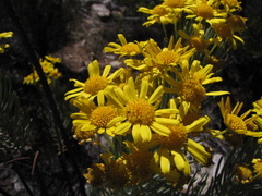 Euryops tenuissimus