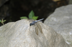 Orthetrum glaucum