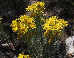 Euryops tenuissimus