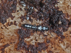 Dadobia immersa