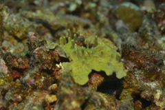 Lamellodysidea herbacea