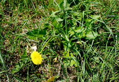 Taraxacum officinale