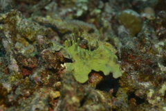 Lamellodysidea herbacea