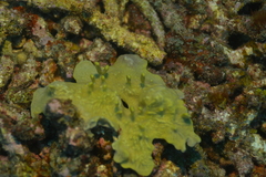 Lamellodysidea herbacea