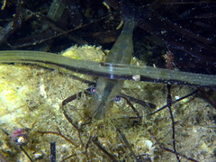 Palaemon adspersus
