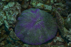 Fungia fungites