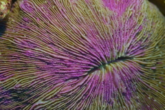 Fungia fungites