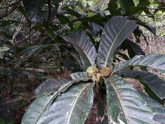 Ficus habrophylla