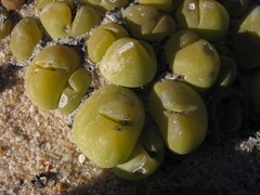 Gibbaeum nuciforme