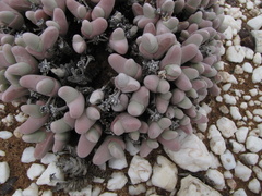 Gibbaeum pubescens
