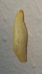 Elisolimax flavescens