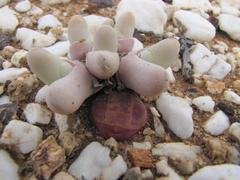 Gibbaeum pubescens