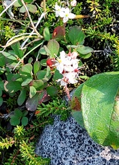 Bryanthus gmelinii